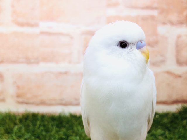 【セキセイ大集合！！】セキセイインコ　アルビノ入舎です　R4.11/6 撮影