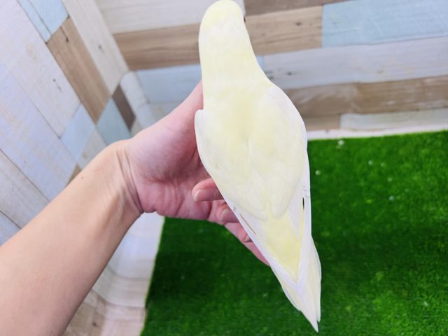 サザナミインコ