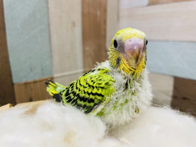 定番人気のみどりちゃん！セキセイインコのオパーリン！