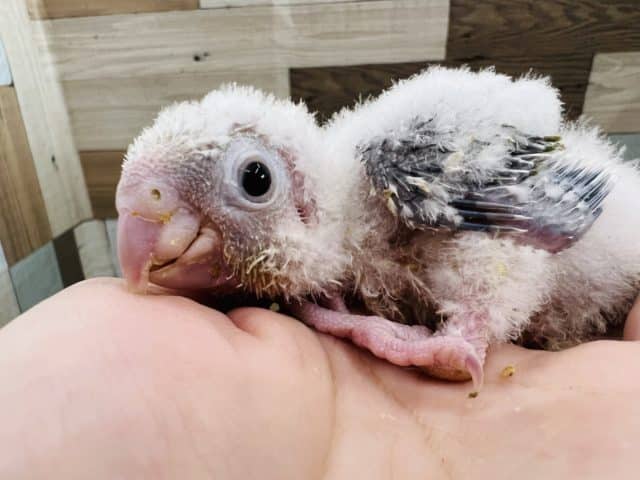 即納！最大半額！ サザナミインコ ナンヨウショウビン ウロコインコ 