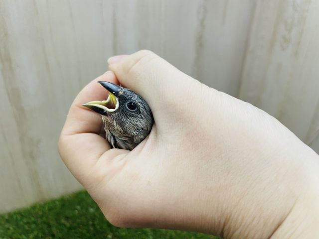 桜文鳥