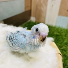 カメラ目線がとっても可愛い！セキセイインコのオパーリン！