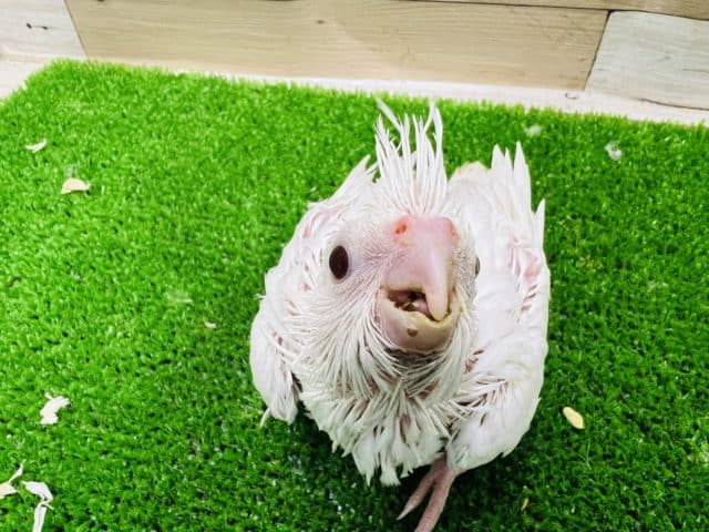 オカメインコ