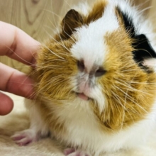 【なでなでOK！最新画像更新！！】ふわっふわのわたあめみたい✨アビシニアンモルモット(男の子)