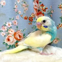 セキセイインコ  パステルレインボーパイド  🌈  11/12