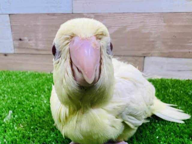 サザナミインコ