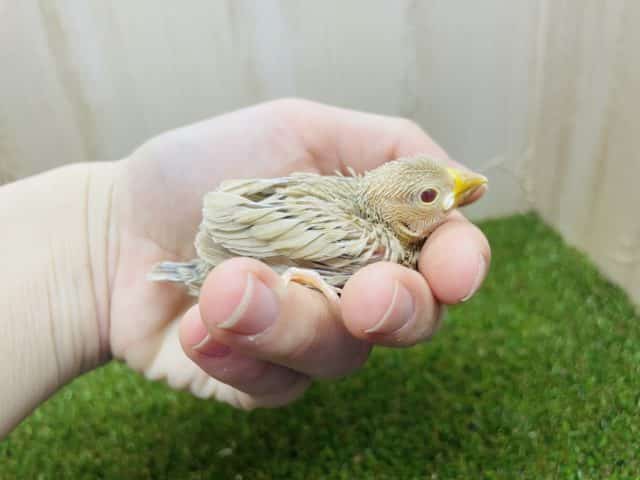 シナモン文鳥