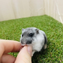 ごましおさん！？　白黒のハムスター！　マーブルハムスター