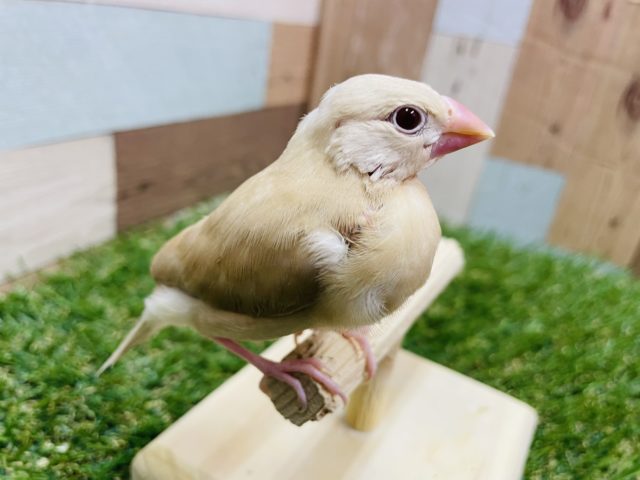 あと一羽！！人気の高いヒナさんたち！シナモン文鳥！！