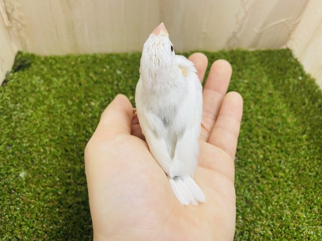 白文鳥