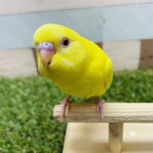 最新画像有り☆太陽のように明るい真っ黄色に赤目のセキセイインコがやって来ました〜