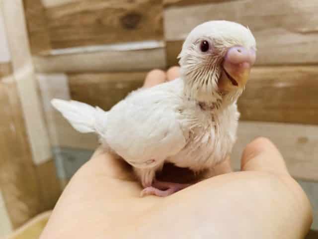 真っ白な体に赤目が上品なアルビノセキセイインコ♪