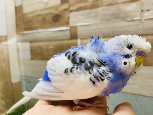 クルンとした羽が個性的ですよ♪爽やかカラーの羽衣セキセイインコ