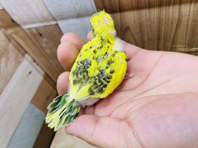 セキセイインコ