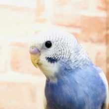 【セキセイ大集合！！】　セキセイインコパイド　入舎です！！　R４　11/6　撮影