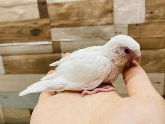 セキセイインコ