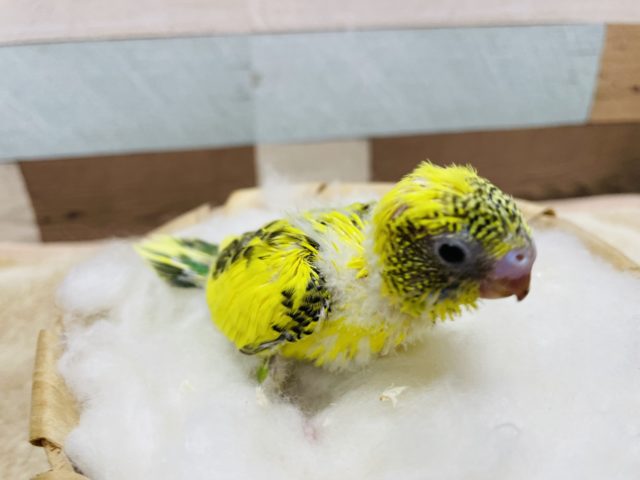 セキセイインコ