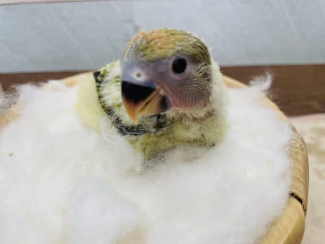 コザクラインコ（小桜インコ）