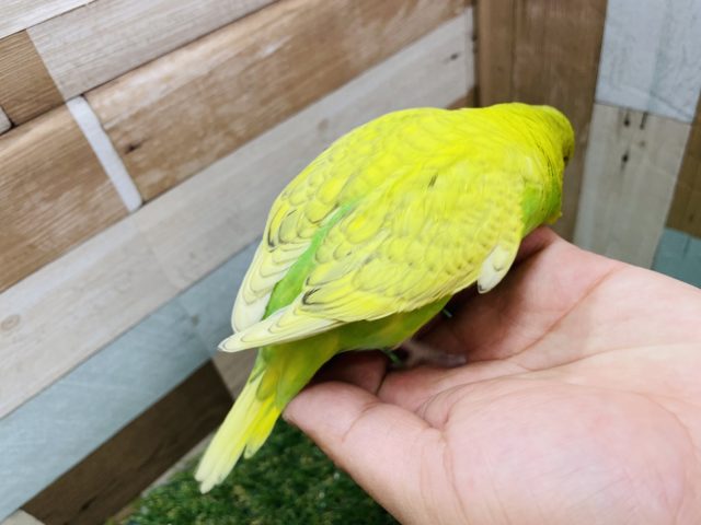 ジャンボセキセイインコ