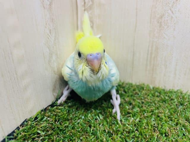 セキセイインコ