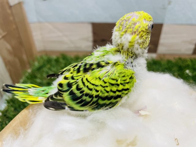 セキセイインコ