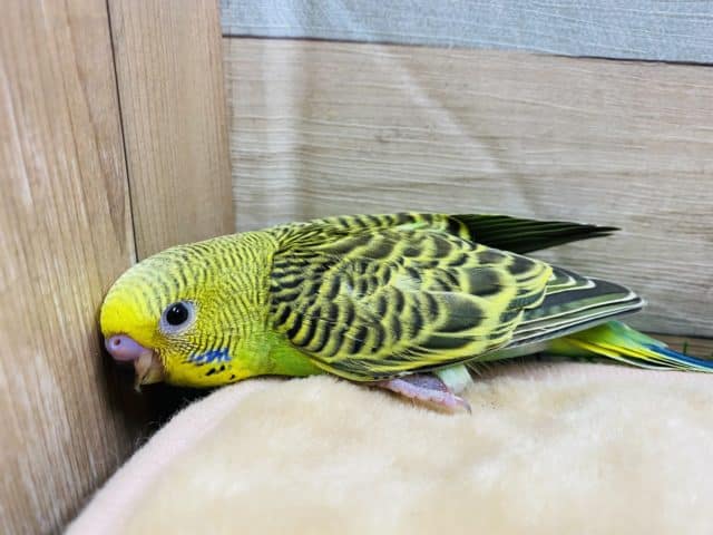 セキセイインコ