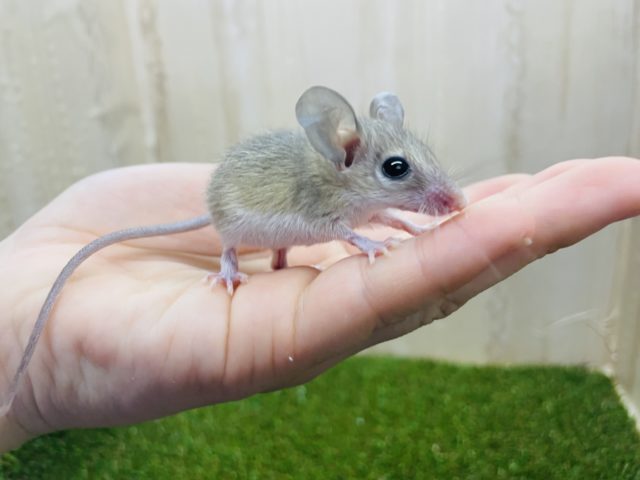 後1匹です！キュートベビーカイロちゃん💓　カイロトゲマウス