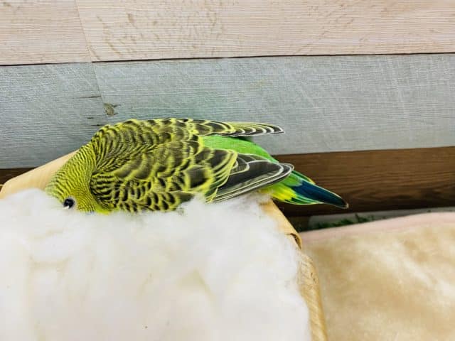 セキセイインコ