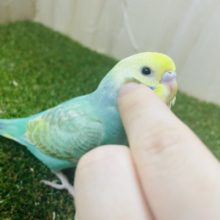 1人餌になりました‼️最新画像になりますよ！！綺麗めさんを目指しているんですよ！　セキセイインコ　パステルカラーレインボー