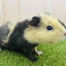 個性さなら負けないもん！　テディモルモット　女の子