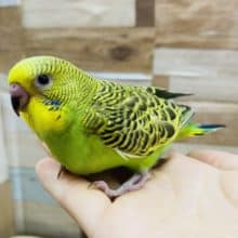 最近あまり見かけない？！セキセイインコ並カラー☆