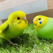 最新画像有り☆グリーン×イエローの明るめカラー！セキセイインコのスパングル！
