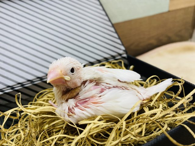 文鳥と言えばの大人気カラー白文鳥 東京からもほど近い 千葉県 神奈川県 埼玉県でとりすたぐらむ 鳥のペットホテル 東葛ペット日暮本店 文鳥 ブンチョウ 白文鳥 東葛ペット ペットショップ 千葉県 松戸市 鳥 小鳥 を販売するペットショップ