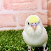 【セキセイ大集合！！】セキセイインコ　クリームイノ入舎です！　R4 .11/6　撮影