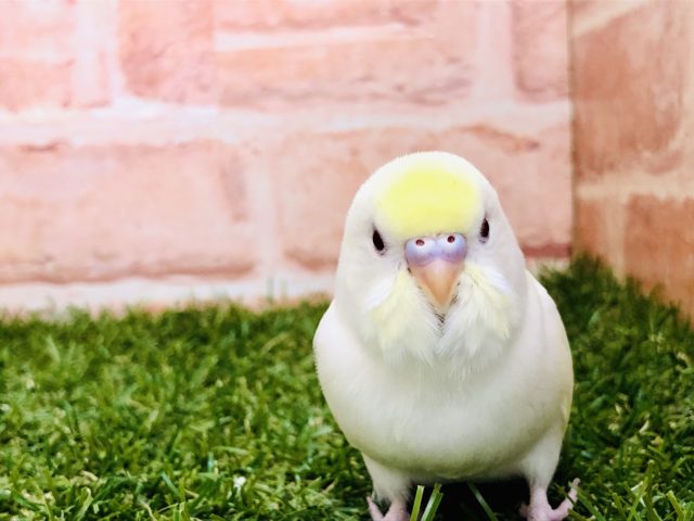 あみぐるみ 鳥 インコ 黄色 薄ピンク キーホルダー チャーム