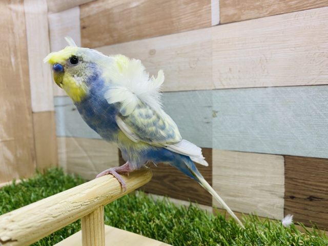 羽衣セキセイインコ