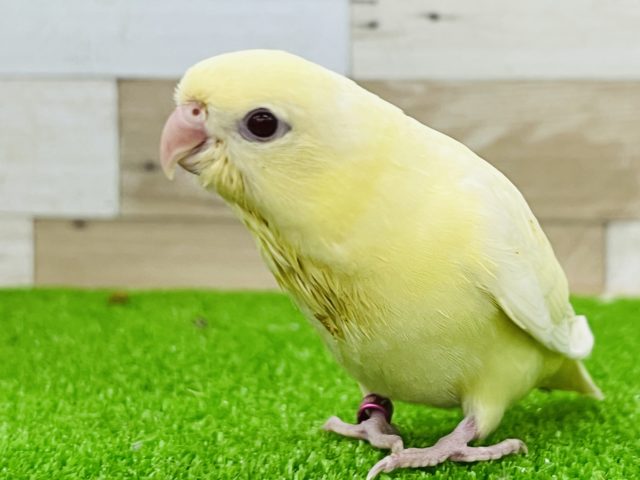 サザナミインコ