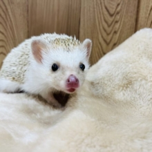 元気いっぱい！触れるハリネズミ！ハリネズミ(シナモン)