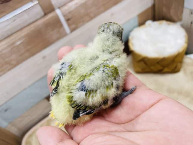 コザクラインコ（小桜インコ）