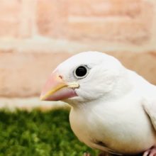 白い文鳥は人気です！　白文鳥　Ｒ４　１１／９撮影追記