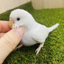 最新画像になりますよ‼️先どり冬カラー❄️ セキセイインコ　ダブルファクター