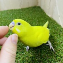 1人餌です‼️最新画像になりますよ〜♪おメメは黒！！檸檬色が素敵なセキセイインコ　ダブルファクターイエロー