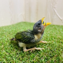 初めまして♪ チモールセイコウチョウさんですよ‼️ ノーマル