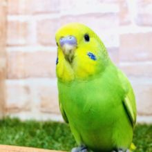 【セキセイ大集合！！】セキセイインコ　スパングル入舎です　R4.11/6 撮影