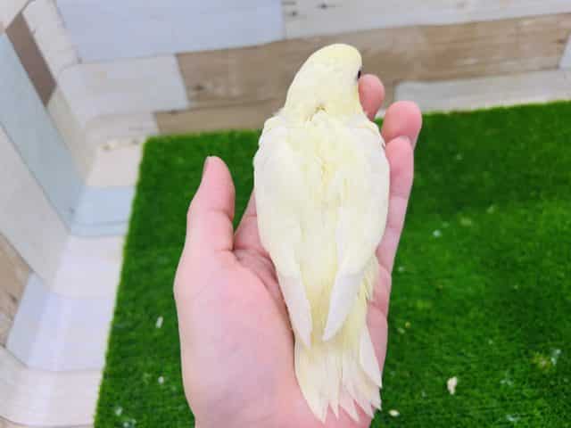 サザナミインコ