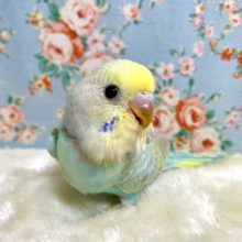 セキセイインコ  パステルレインボー  💙💛 11/20