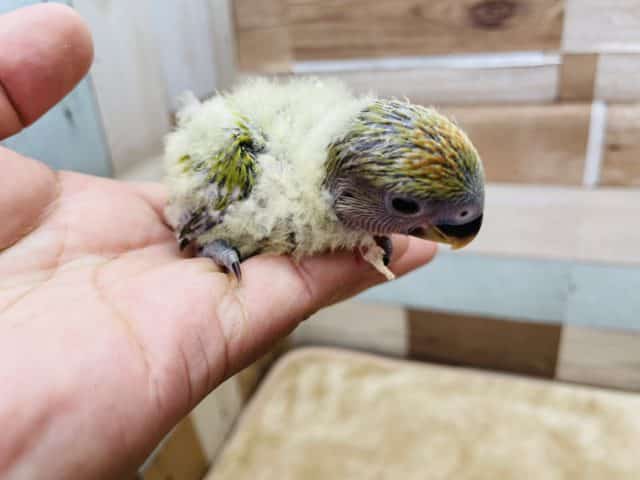 コザクラインコ（小桜インコ）