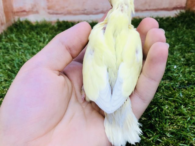 コザクラインコ（小桜インコ）