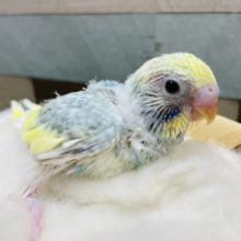 おねだり上手なヒナさんです！セキセイインコのパステルレインボーパイド！
