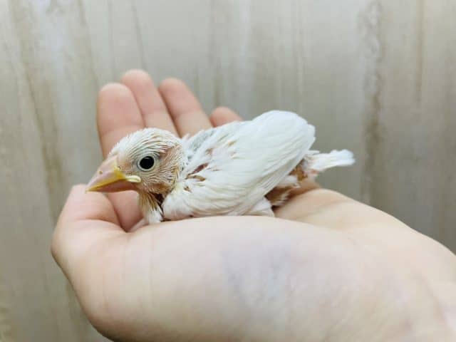 白文鳥